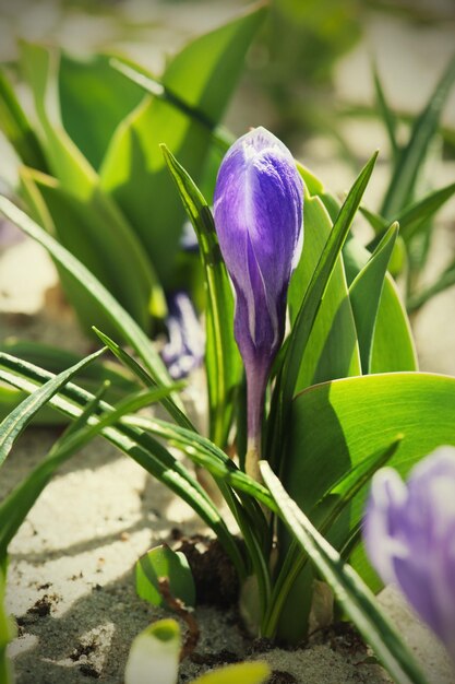 Fioritura del fiore di croco porpora blu alla macro di primavera