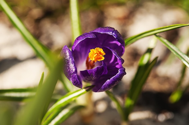 Fioritura del fiore di croco viola blu in primavera, macro