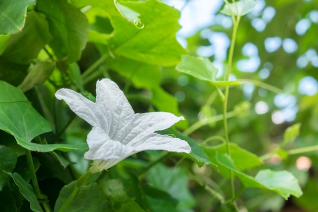 fioritura del fiore di melanzana bianca nel giardino della natura con sfondo verde
