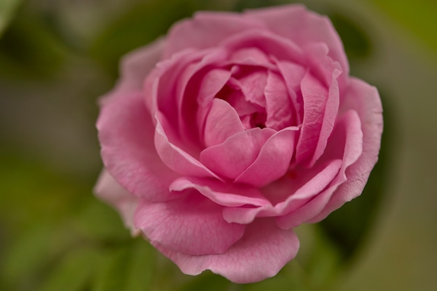 Fioritura del fiore di rosa inglese