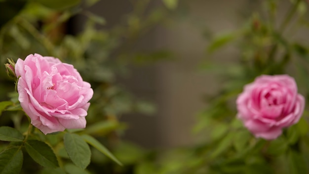 Fioritura del fiore di rosa inglese