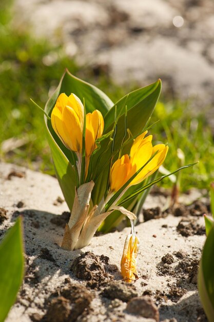 Fioritura del fiore giallo del croco alla macro di primavera