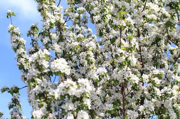 Fioritura del melo Sfondo di primavera di fiori che sbocciano Scena della natura bellissima con un albero in fiore Fiori di primavera