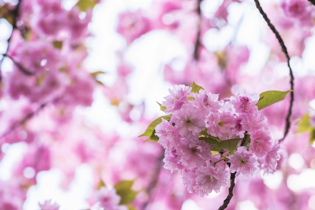 Fioritura del ramo di albero di sakura. Sfondo sfocato Primo piano, messa a fuoco selettiva.