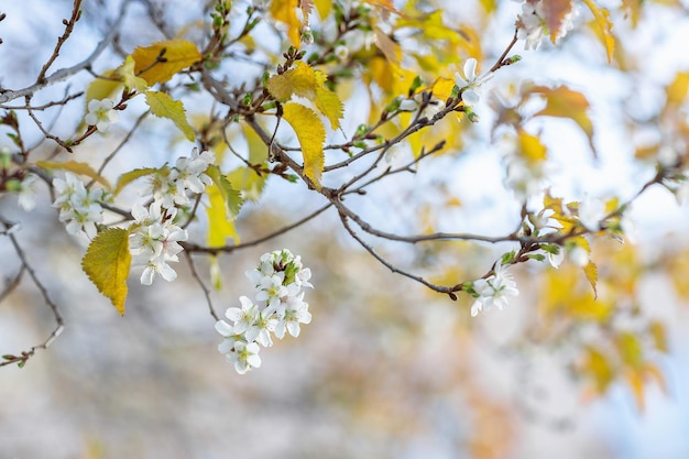 Fioritura dell'albero al primo piano del brunch di fiori di ciliegio autunnale