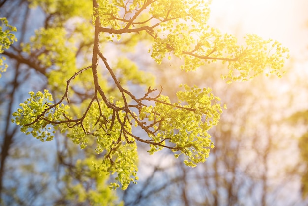 Fioritura dell'albero di acero Acer platanoides in primavera sfondo stagionale naturale