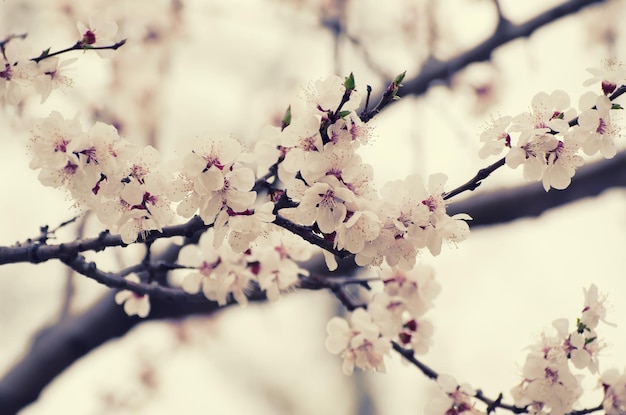 Fioritura dell'albero di albicocca in primavera con bellissimi fiori bianchi. Immagine a macroistruzione con spazio di copia. Sfondo stagionale naturale.