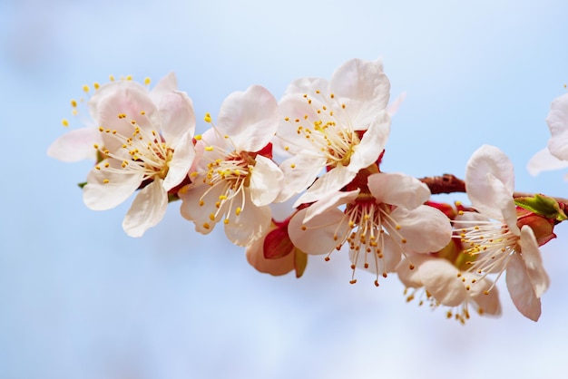 Fioritura dell'albero di albicocca in primavera con bellissimi fiori bianchi. Immagine a macroistruzione con spazio di copia. Sfondo stagionale naturale.