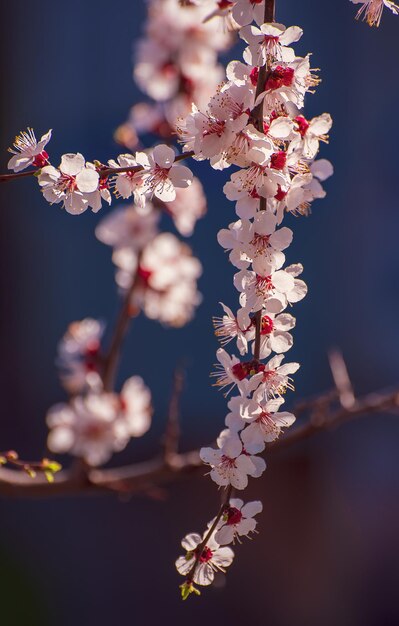 Fioritura dell'albero di albicocca in primavera con bellissimi fiori bianchi. Immagine a macroistruzione con spazio di copia. Sfondo stagionale naturale.