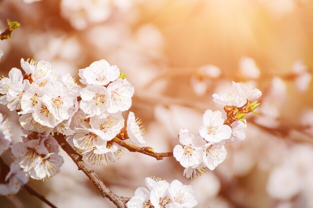 Fioritura dell'albero di albicocca in primavera con bellissimi fiori bianchi Immagine macro con spazio di copia Sfondo stagionale naturale