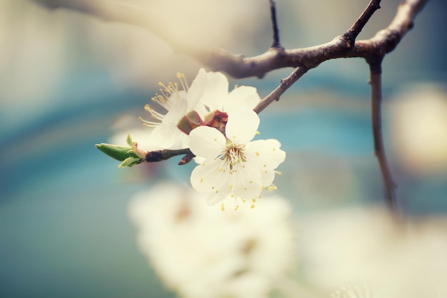 Fioritura dell'albero di albicocca in primavera con bellissimi fiori bianchi Immagine macro con spazio di copia Sfondo stagionale naturale