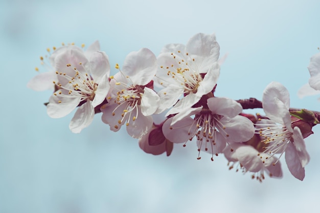 Fioritura dell'albero di albicocca in primavera con bellissimi fiori bianchi Immagine macro con spazio di copia Sfondo stagionale naturale