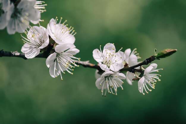 Fioritura dell'albero di albicocca in primavera con bellissimi fiori bianchi Immagine macro con spazio di copia Sfondo stagionale naturale