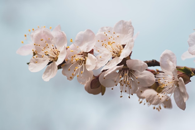 Fioritura dell'albero di albicocca in primavera con bellissimi fiori bianchi Immagine macro con spazio di copia Sfondo stagionale naturale