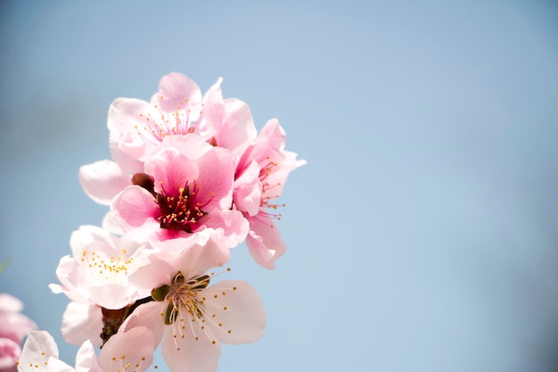 Fioritura dell'albero di albicocca in primavera con bellissimi fiori bianchi