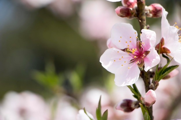 Fioritura dell'albero di albicocca in primavera con bellissimi fiori bianchi