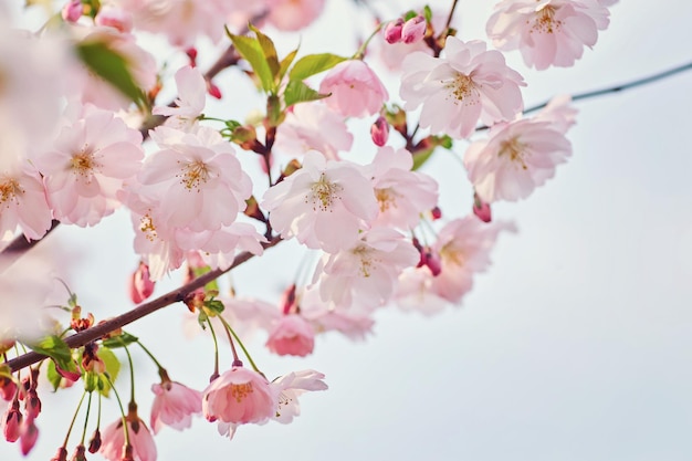 Fioritura dell'albero di albicocca in primavera con bellissimi fiori bianchi