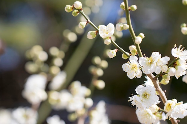 Fioritura dell'albero di albicocca in primavera con bellissimi fioriSfondo stagionale naturale