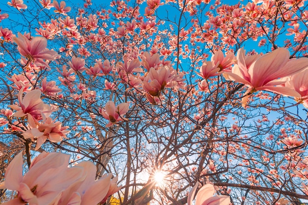 Fioritura dell'albero di magnolia in primavera. Teneri fiori rosa che si bagnano al sole. caldo aprile