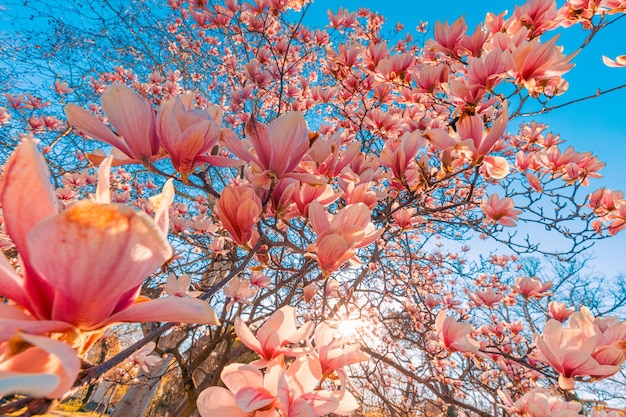 Fioritura dell'albero di magnolia in primavera. Teneri fiori rosa che si bagnano al sole. caldo aprile