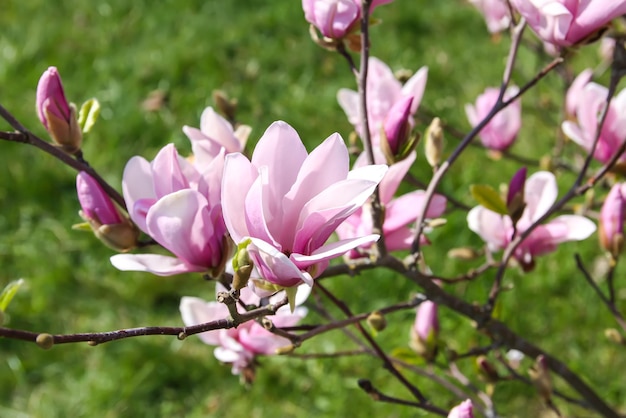 Fioritura dell'albero di magnolia in primavera
