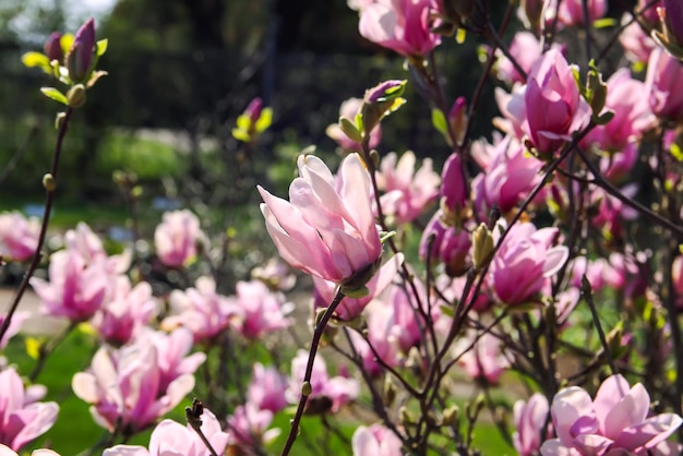 Fioritura dell'albero di magnolia in primavera