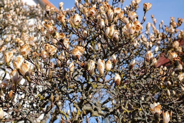 Fioritura dell'albero di magnolia in primavera