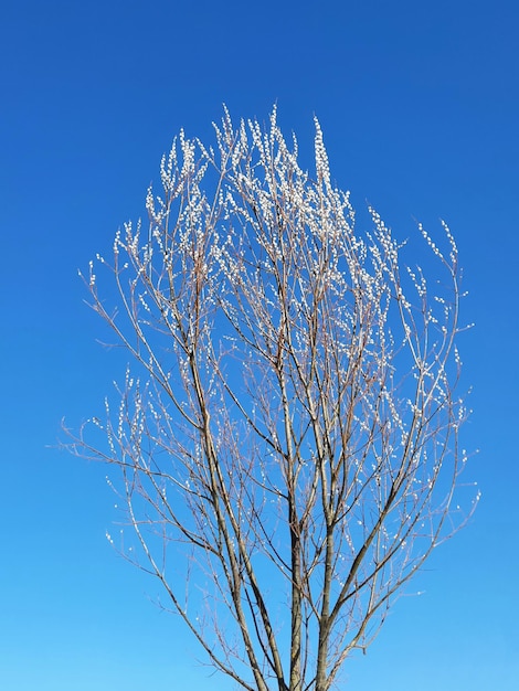 Fioritura dell'albero di salice