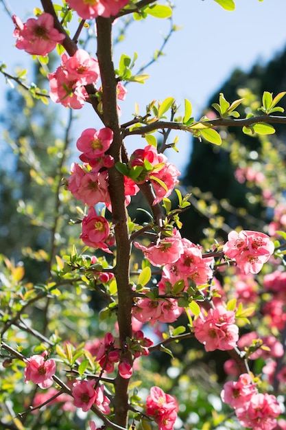 Fioritura dell'albero sbocciano bellissimi fiori nella stagione primaverile