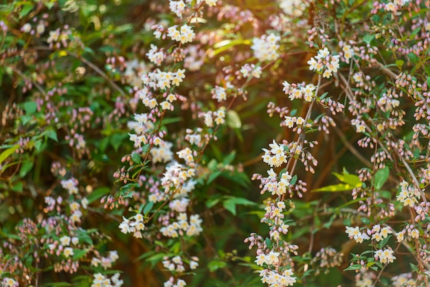 Fioritura dell'arbusto Abeliophyllum distichum nel giardino primaverile Il concetto di polline e allergie