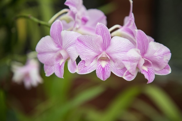 Fioritura dell'orchidea nel giardino botanico