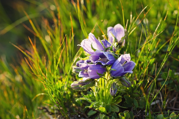 Fioritura della campanula alpina di montagna blu in natura, sfondo floreale