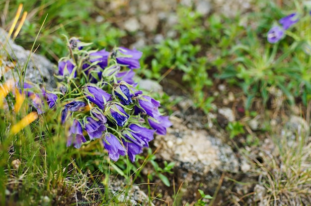 Fioritura della campanula alpina di montagna blu in natura, sfondo floreale