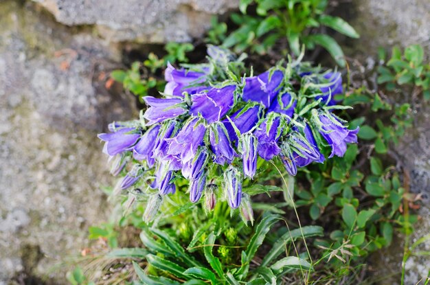 Fioritura della campanula alpina di montagna blu in natura, sfondo floreale