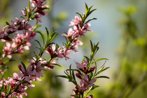 Fioritura della famiglia delle mandorle delle Rosacee nella superficie estiva del giardino dello speziale