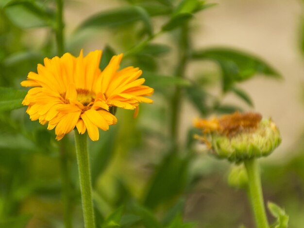 Fioritura della margherita aranciata Calendula officinalis cresce in giardino Un utile e gustoso tè dai fiori di calendula