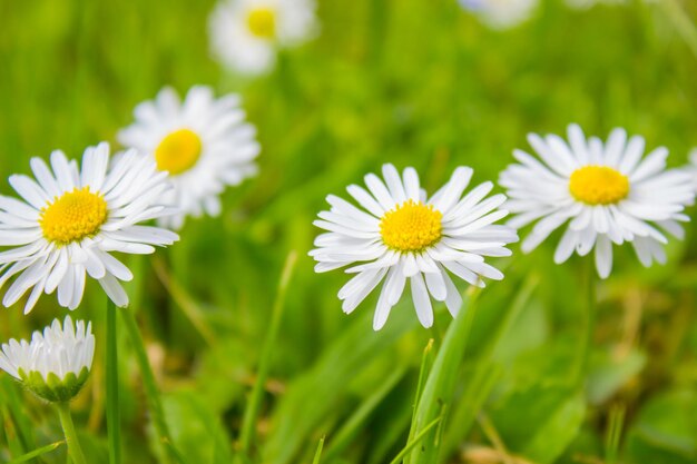 Fioritura delle margherite margherita comune leucanthemum vulgare margherite