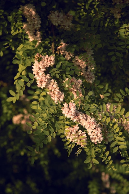 fioritura di acacia rosa sul piano medio di strada, sfondo per il telefono