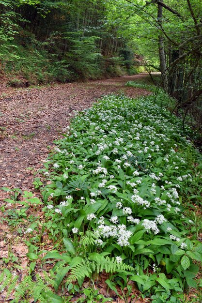 Fioritura di aglio selvatico Allium ursinum in un bosco di faggio