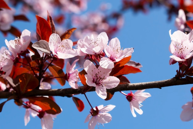 Fioritura di alberi da frutto in primavera.