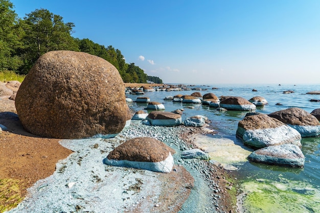 Fioritura di alghe bluverdi d'acqua vicino alla riva del Golfo di Finlandia Repino San Pietroburgo