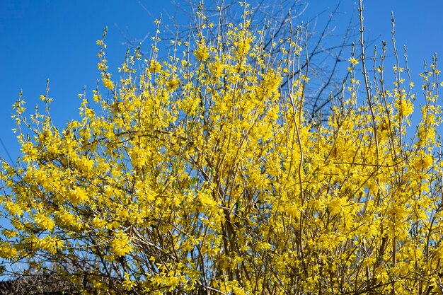 Fioritura di arbusti gialli primaverili in fiore - Forsythia intermedia forsythia di confine. Piccoli fiori gialli su un ramo contro un cielo blu