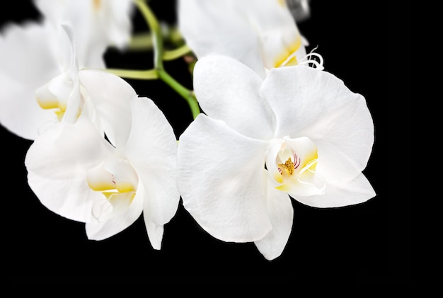 Fioritura di bellissime orchidee phalaenopsis bianche su sfondo nero