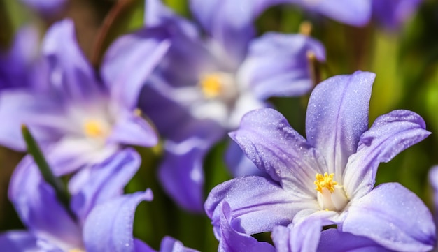 Fioritura di bellissimi fiori blu chionodoxa nel giardino primaverile