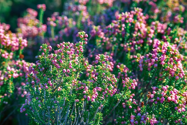Fioritura di bellissimi fiori di erica in Grecia naturale stagionale vintage hipster sfondo floreale