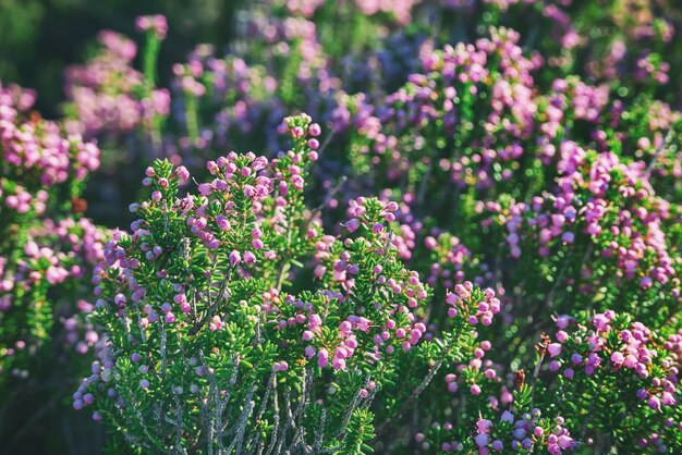 Fioritura di bellissimi fiori di erica in Grecia, sfondo floreale hipster vintage stagionale naturale