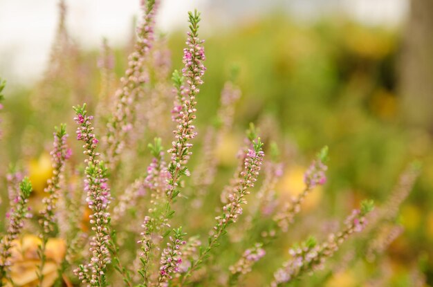 Fioritura di bellissimi fiori di erica, sfondo floreale vintage stagionale naturale hipster