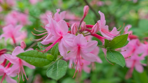 Fioritura di bellissimi rododendri rosa in giardino. Macro.