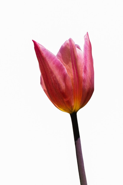 Fioritura di bellissimi tulipani colorati isolati fiore in primavera
