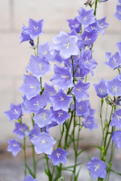 Fioritura di campanula lilla (campanula persicifolia) da vicino